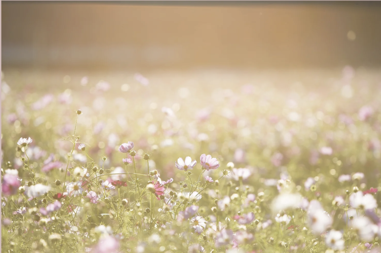 A field of flowers with pink and white flowers.