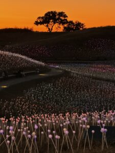 A field of flowers with water spraying from the top.